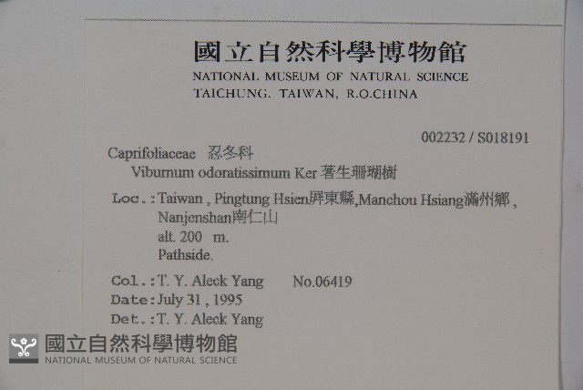 珊瑚樹藏品圖，第2張