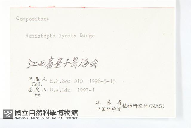 泥胡菜藏品圖，第3張