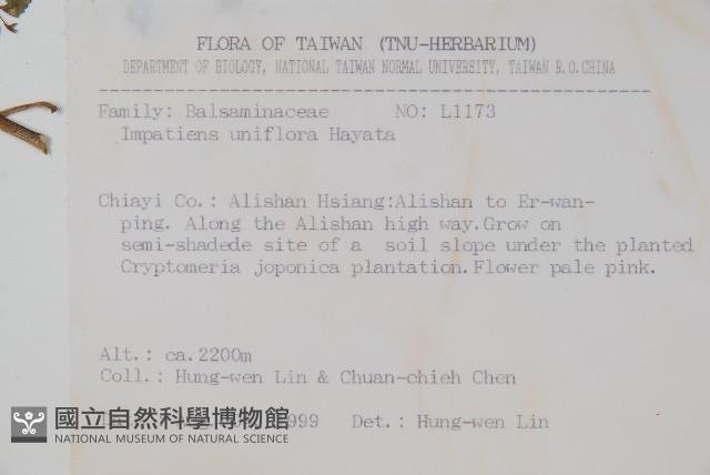 紫花鳳仙花藏品圖，第2張