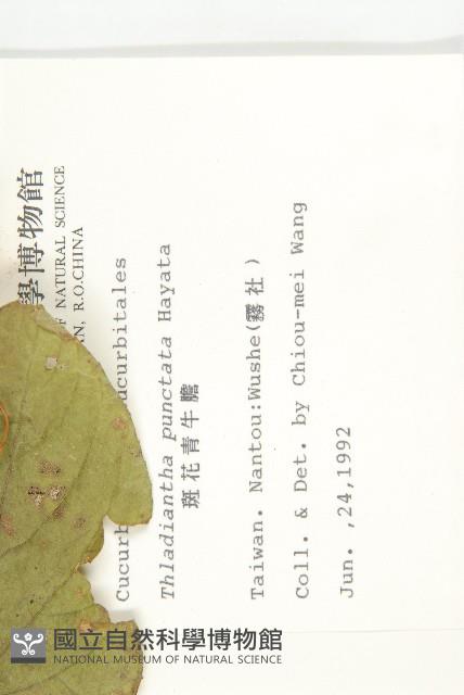 斑花青牛膽藏品圖，第2張