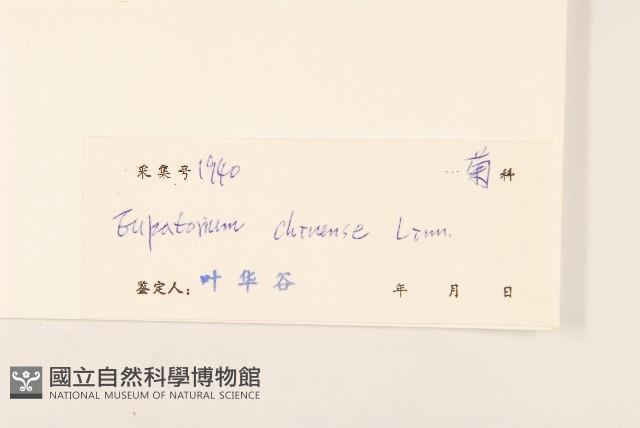 華澤蘭藏品圖，第3張