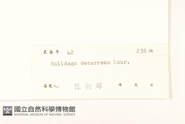 一枝黃花藏品圖，第3張