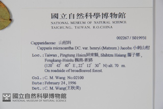 小刺山柑藏品圖，第2張
