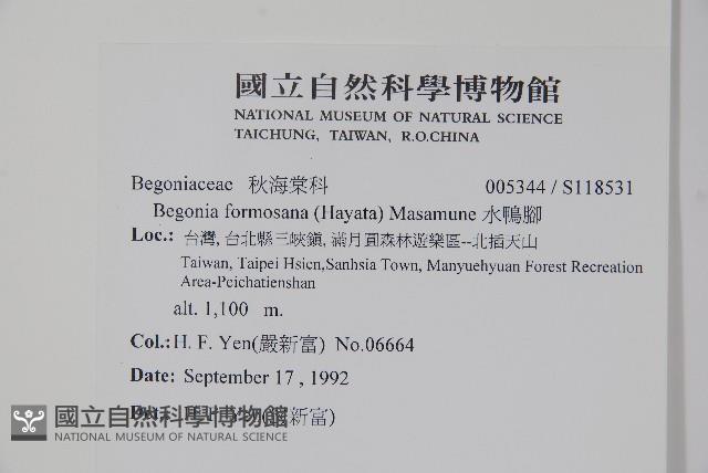 水鴨腳藏品圖，第2張