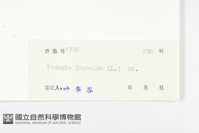 黃鵪菜藏品圖，第3張