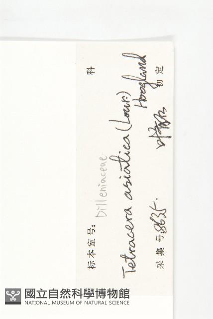 錫葉藤藏品圖，第3張