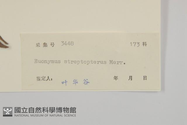 窄翅衛矛藏品圖，第3張