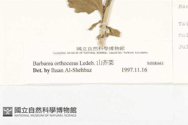 山芥菜藏品圖，第3張