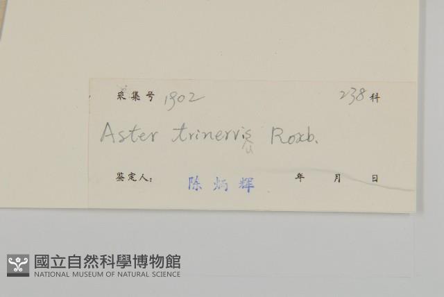 三基脈紫菀藏品圖，第3張