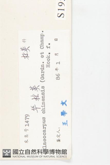 華杜英藏品圖，第3張