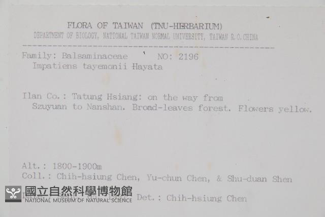 黃花鳳仙花藏品圖，第2張