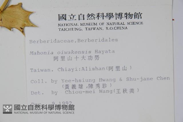 阿里山十大功勞藏品圖，第2張