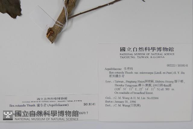 鐵冬青藏品圖，第2張