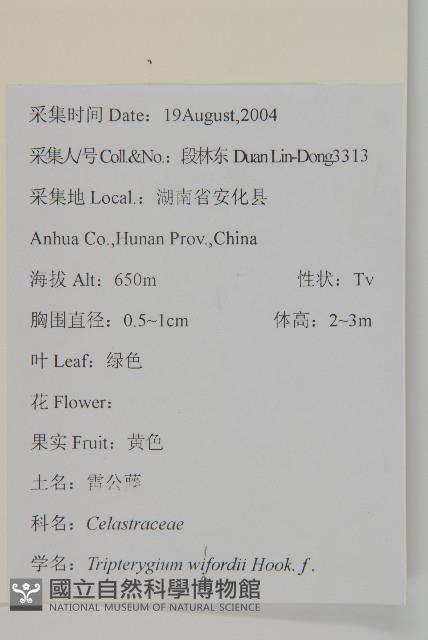 雷公藤藏品圖，第2張