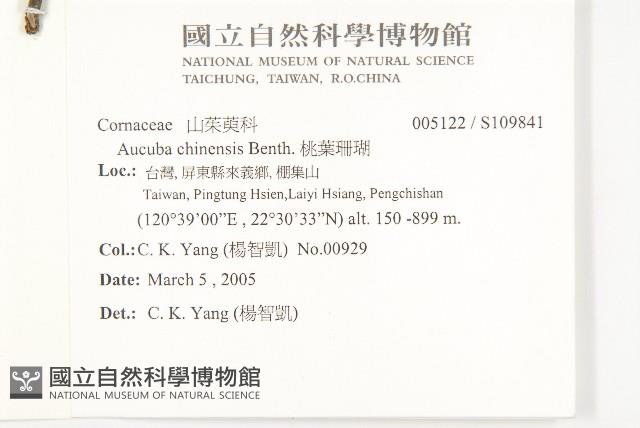 桃葉珊瑚藏品圖，第2張