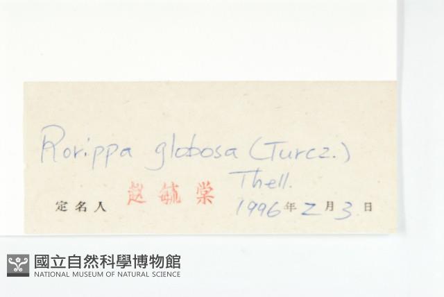 風花菜、球果山芥菜藏品圖，第3張