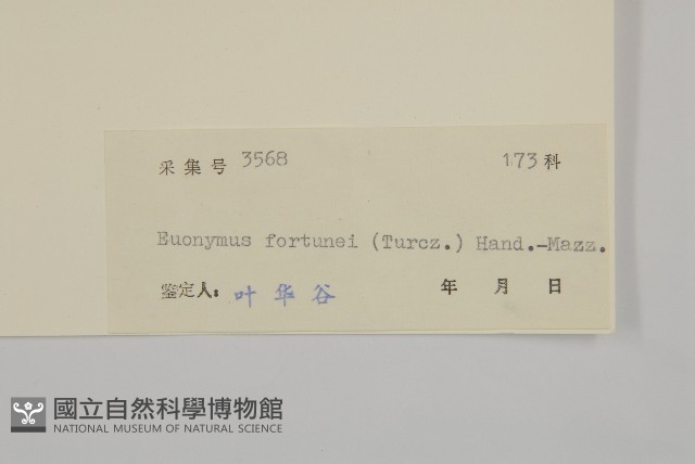 扶芳藤藏品圖，第3張