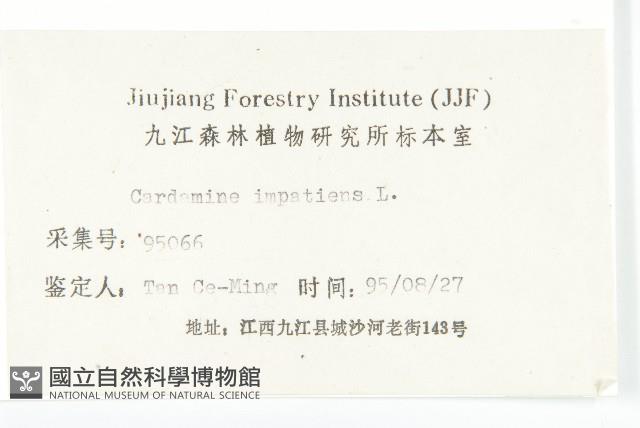 水花菜藏品圖，第3張