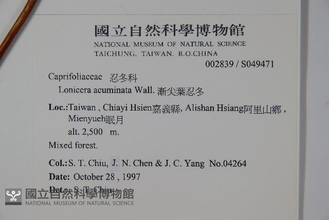 阿里山忍冬、漸尖葉忍冬藏品圖，第2張