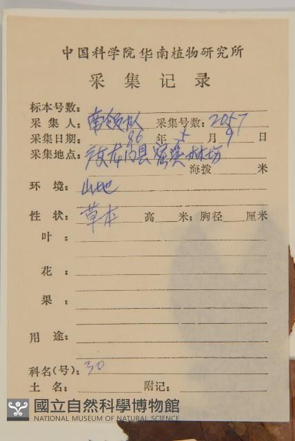 草珊瑚、紅果金粟蘭藏品圖，第2張