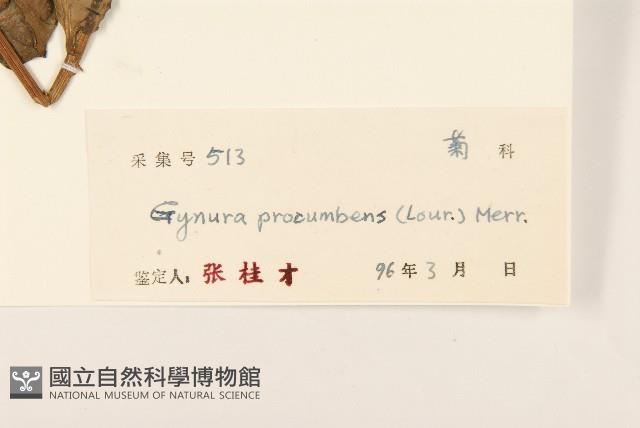 平臥三七草藏品圖，第3張