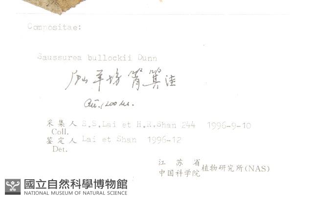 盧山鳳毛菊藏品圖，第3張