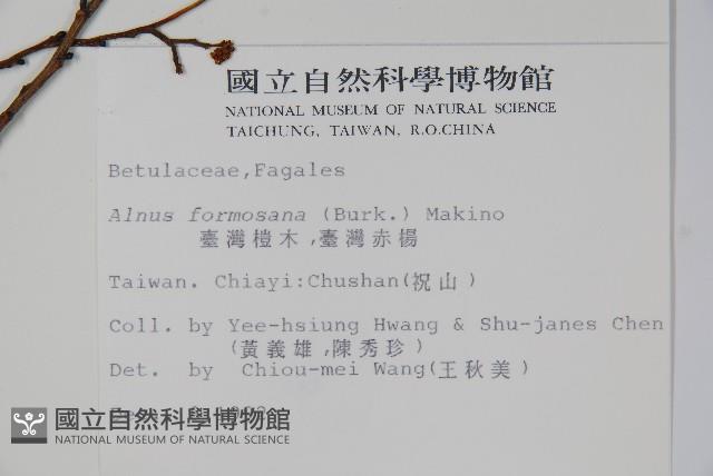 臺灣赤楊、臺灣榿木藏品圖，第2張