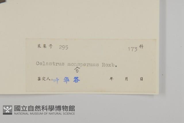 青江藤藏品圖，第3張