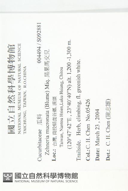 黑果馬交兒藏品圖，第2張