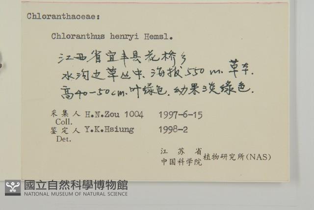 寬葉金粟蘭藏品圖，第3張