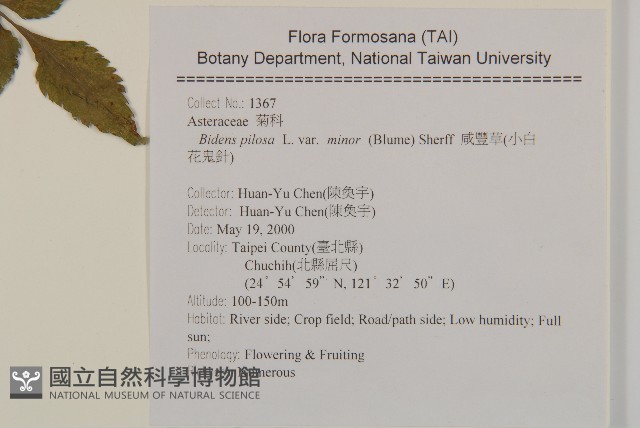 小白花鬼針藏品圖，第2張