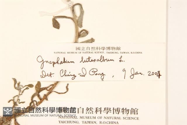 絲綿草藏品圖，第3張