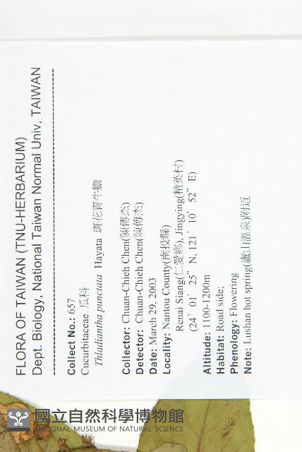 斑花青牛膽藏品圖，第2張