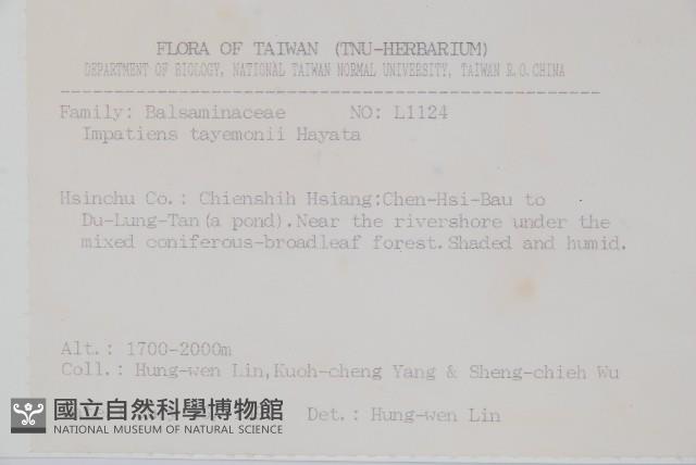 黃花鳳仙花藏品圖，第2張