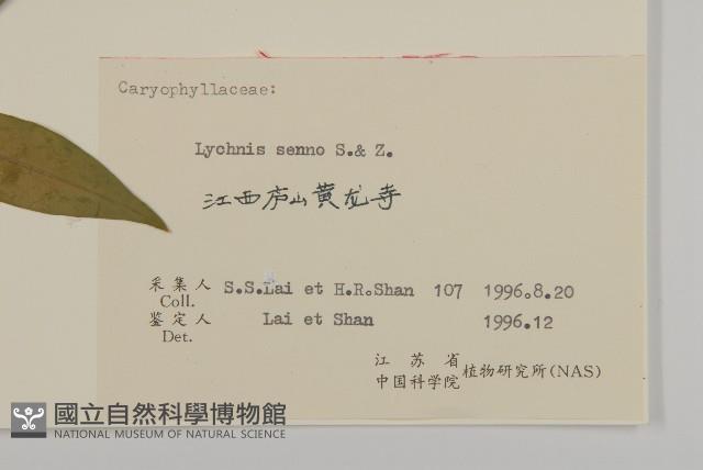 剪秋羅、剪秋紗、漢宮秋藏品圖，第3張