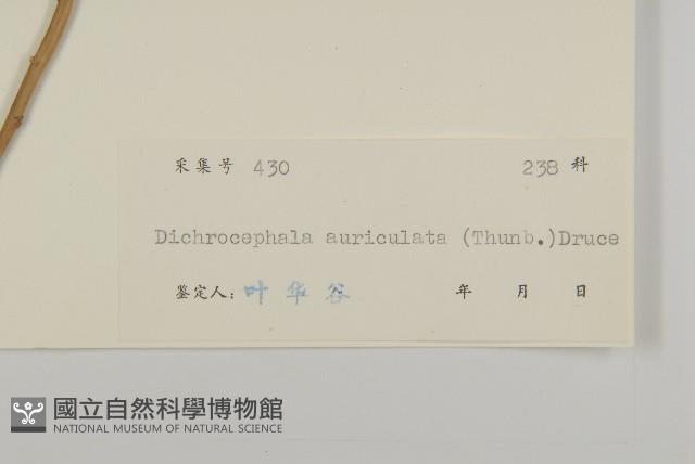 魚眼菊藏品圖，第3張