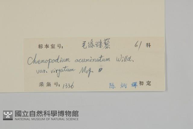 變葉藜、毛綠珠藜藏品圖，第3張