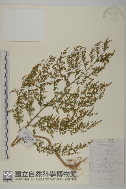 蔥木藏品圖，第3張