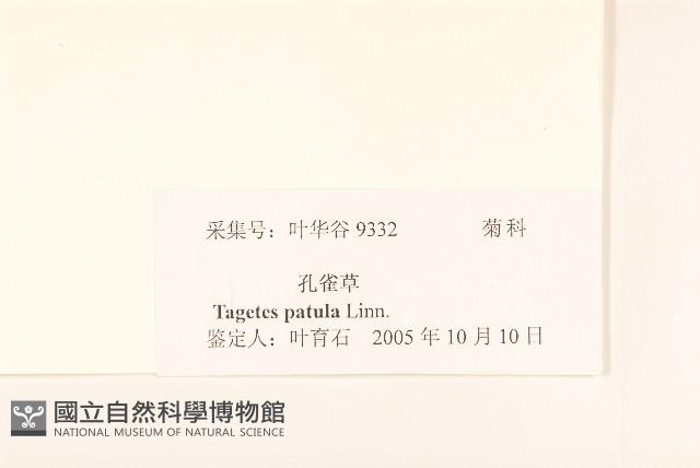 孔雀草、紅黃草、萬壽菊藏品圖，第3張