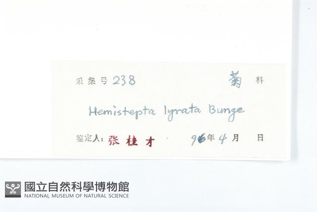 泥胡菜藏品圖，第3張