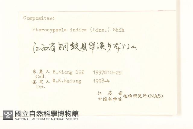 鵝仔草藏品圖，第3張