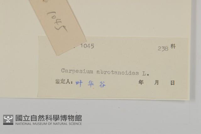 天名精藏品圖，第3張