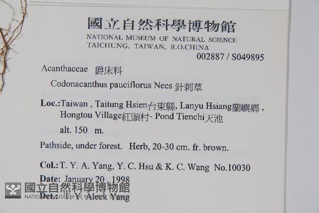 針刺草藏品圖，第2張