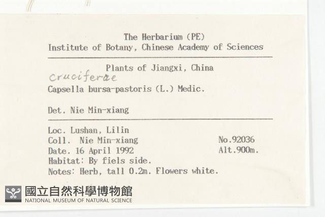 薺藏品圖，第2張