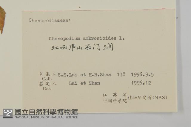 臭杏、土荊芥藏品圖，第3張