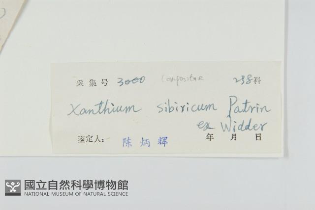 蒼耳藏品圖，第3張