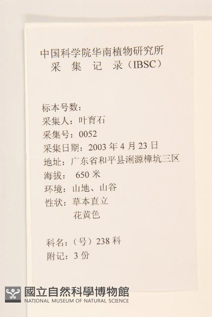 秋鼠麴草藏品圖，第3張