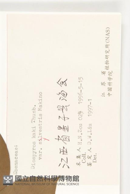 油柿藏品圖，第3張