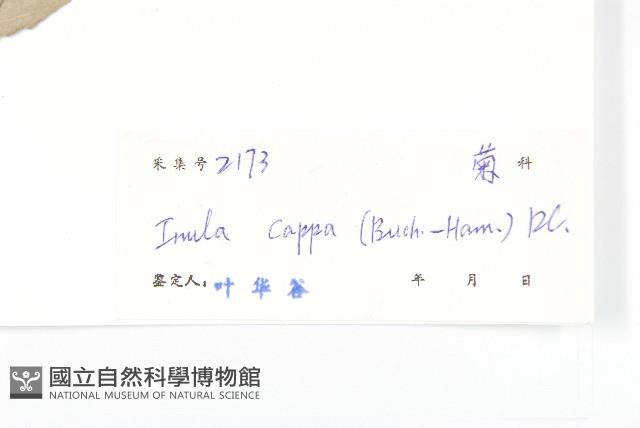 羊耳菊藏品圖，第3張