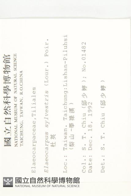 杜英、山杜英、蘭嶼杜英藏品圖，第2張